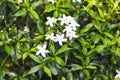 Top view white sampaguita jasmine blossom,blooming with bud inflorescence and green foliage in nature garden background Royalty Free Stock Photo