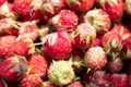 Close up top view of wild red mature strawberries