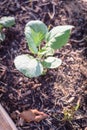 Close-up top young broccoli plant with water drops growing on organic kitchen garden Royalty Free Stock Photo