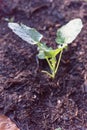 Close-up top young broccoli plant with water drops growing on organic kitchen garden Royalty Free Stock Photo