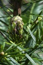 Close up of the top of a young wollemi pine