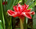 Close up of Torch Ginger flower