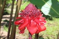 Close up of Torch Ginger tropical flower