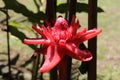 Close up of Torch Ginger tropical flower