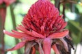 Close up of Torch Ginger tropical flower