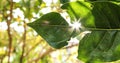 Close-up, torn leaf with sun flare effects, panorama