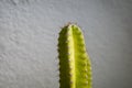 Close up the torns of a Cereus Cactus which is suitably grown at home Royalty Free Stock Photo