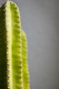 Close up the torns of a Cereus Cactus which is suitably grown at home Royalty Free Stock Photo