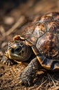 A Close-Up Look at an Asian Box Turtle Resting on Dry Ground Royalty Free Stock Photo