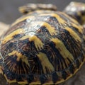 Close-up of a tortoise shell displaying distinct, intricate patterns of dark brown and Royalty Free Stock Photo