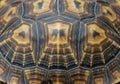 Close-up of a tortoise shell displaying intricate geometric Royalty Free Stock Photo