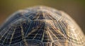 Close-up of a tortoise shell, displaying intricate, geometric patterns with dark and Royalty Free Stock Photo
