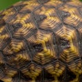 Close-up of a tortoise shell displaying intricate hexagonal scutes. The shell features a Royalty Free Stock Photo