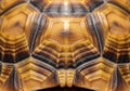 Close-up of a tortoise shell displaying intricate patterns and textures Royalty Free Stock Photo