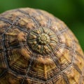 Close-up of a tortoise shell displaying its intricate, natural pattern. The shell features a Royalty Free Stock Photo