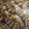Close-up of a tortoise shell displaying its intricate pattern Royalty Free Stock Photo