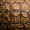 Close-up of a tortoise shell displaying its intricate patterns and textures. The shell Royalty Free Stock Photo