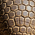 The scutes have a cracked texture and are characterized by d Royalty Free Stock Photo