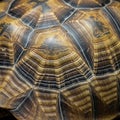 Close-up of a tortoise shell with distinct patterns and textures. The shell features Royalty Free Stock Photo