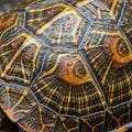 The hexagonal scutes are detailed with concentric rings and linear patterns Royalty Free Stock Photo