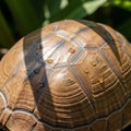 Close-up of a tortoise shell, showcasing detailed hexagonal patterns and a textu Royalty Free Stock Photo