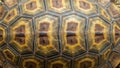 Each scute varies slightly in size and shape, creating a unique mosaic effect Royalty Free Stock Photo