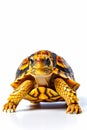 Close up of tortoise on white background with white background. Generative AI Royalty Free Stock Photo