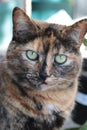 Close-up of a tortoiseshell cat with green eyes staring straight at the camera. Royalty Free Stock Photo
