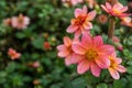 Close up Totally Tangerine - Dahlia Anemon with natural blurred background Royalty Free Stock Photo