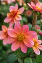 Close up Totally Tangerine - Dahlia Anemon with natural blurred background Royalty Free Stock Photo