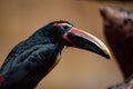 A close-up of a toucan, its striking beak a splash of color in the tropical milieu