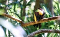 Close up of a toucan on a tree
