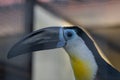 Close up of toucan tropical american bird