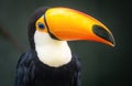 Close-up of a Toucan (Ramphastidae) on a dark background Royalty Free Stock Photo