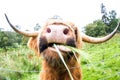 Highland Cattle in Scotland