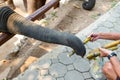 Close up tourism the feeding a cane to trunk of hungry elephant