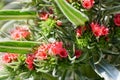 Close up of the Tower of Jewels plant with Pink flowers