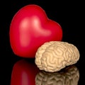Close up of a toy brain and red heard