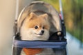 tracking Cute Little Pomeranian Dog in pet stroller walk in a city park, take the pet on a trip on Sunny Summer Day
