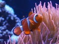 Close up tracking shot of an orange and white clownfish