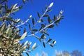 Close up of the traditional greek olive tree