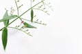 Close-up of traditional herbal medicine plant Kariyat or green chireta Andrographis paniculata flowers with green leaves on