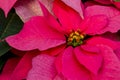Traditional red poinsettias Christmas flowering plant