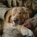 Close-up of a tranquil guide dog's paw in a comforting human embrace