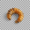Translucent Caterpillar on a Transparent Background Royalty Free Stock Photo