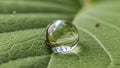 Close-up of transparent dewdrop on green leaf with tiny insect inside, water refraction effect against blurred natural green Royalty Free Stock Photo