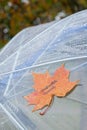 Close up Transparent Umbrella with leaf autumn mood text water drops during the rain with green orange leaves tree on