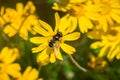 Close up of Transverse Flower Fly (Eristalis transversa) pollinating a common woolly sunflower (Eriophyllum lanatum), Stebbins