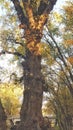 Close-up Tree in autumn leaves natural landscape.