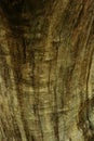 Close up of tree bark